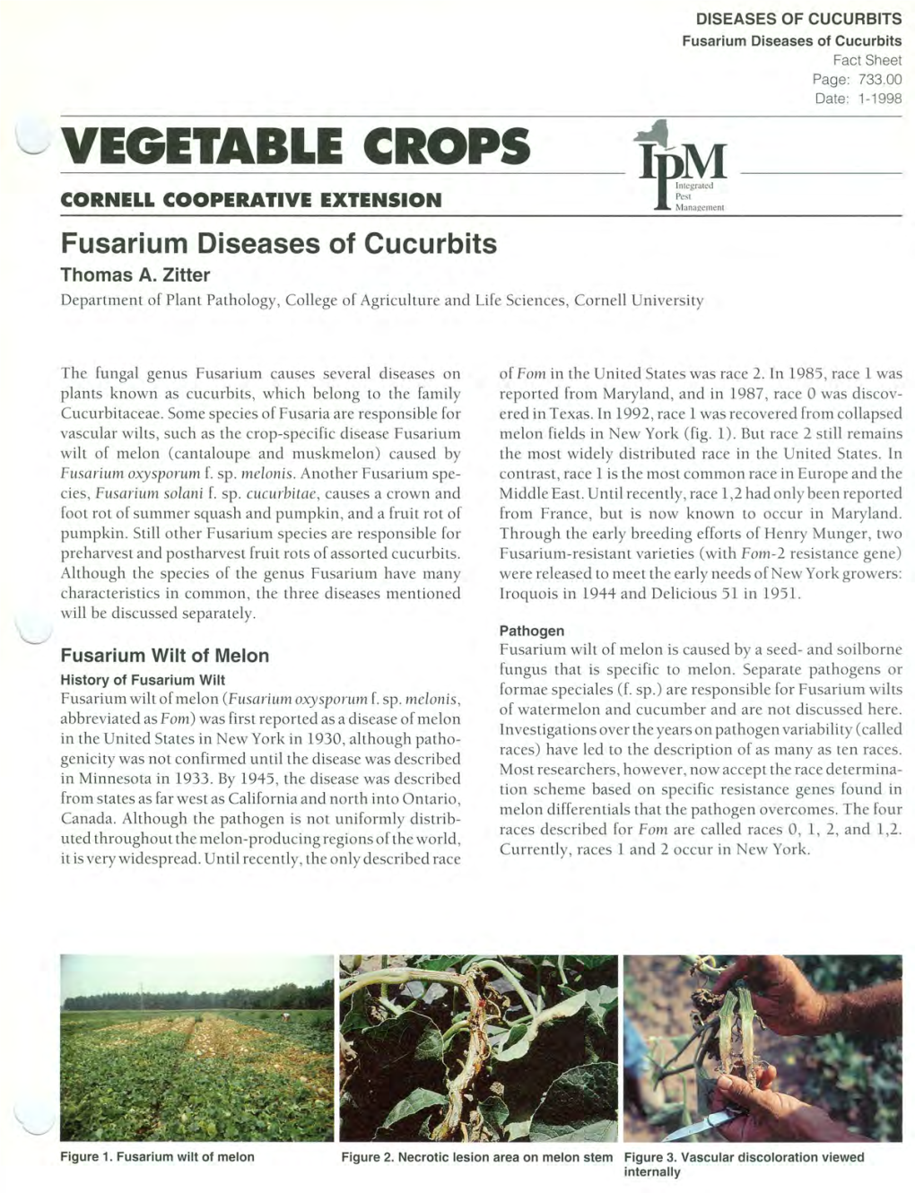 Fusarium Diseases of Cucurbits Fact Sheet Page: 733.00 Date 1-1998 VEGETABLE CROPS ~~ CORNELL COOPERATIVE EXTENSION Fusarium Diseases of Cucurbits Thomas A