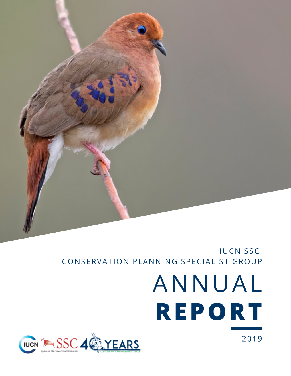 2019 Annual Report FINAL.Pdf