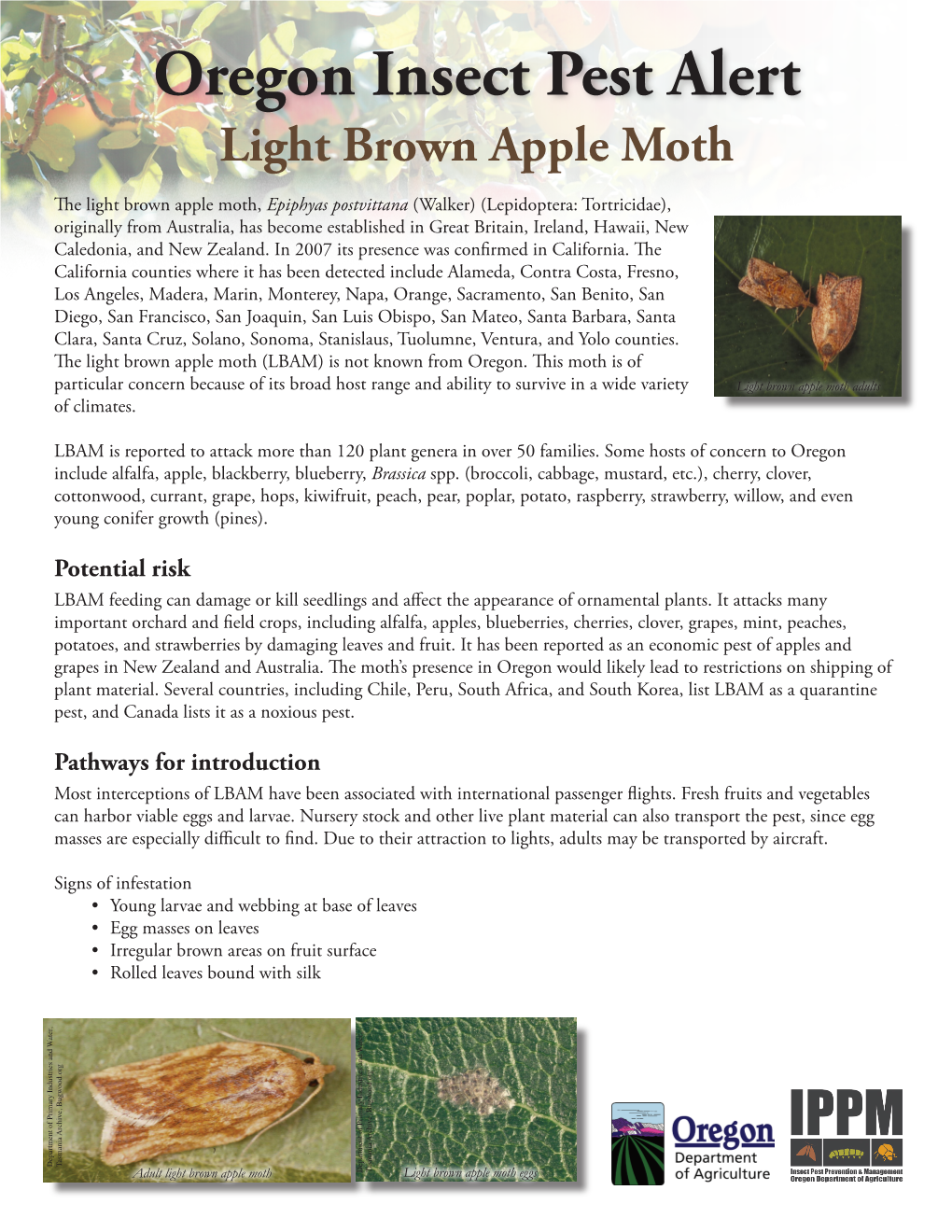 Oregon Insect Pest Alert: Light Brown Apple Moth