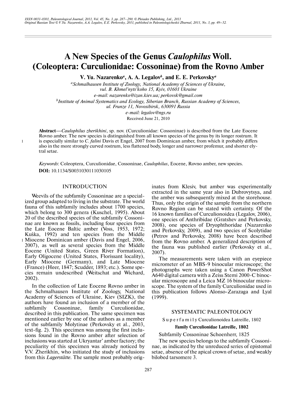 A New Species of the Genus Caulophilus Woll. (Coleoptera: Curculionidae: Cossoninae) from the Rovno Amber V