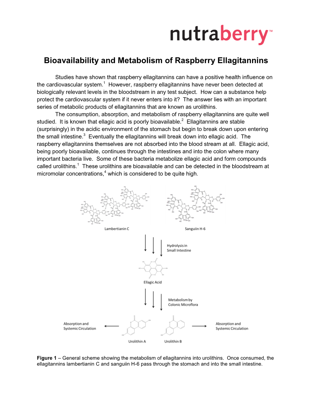 Bioavailability and Metabolism of Raspberry Ellagitannins