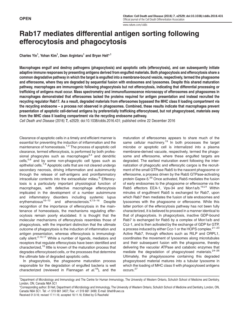 Rab17 Mediates Differential Antigen Sorting Following Efferocytosis and Phagocytosis