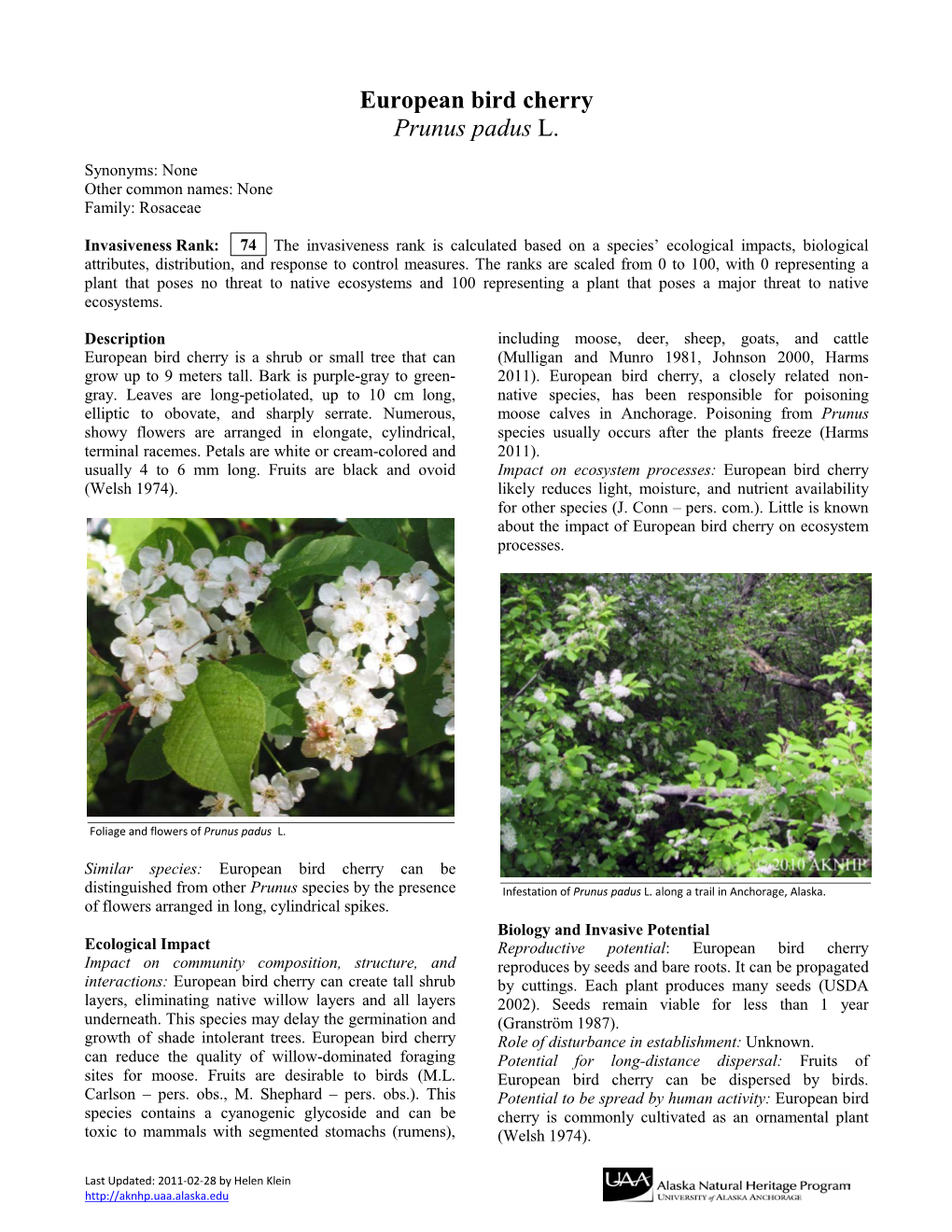 European Bird Cherry Prunus Padus L