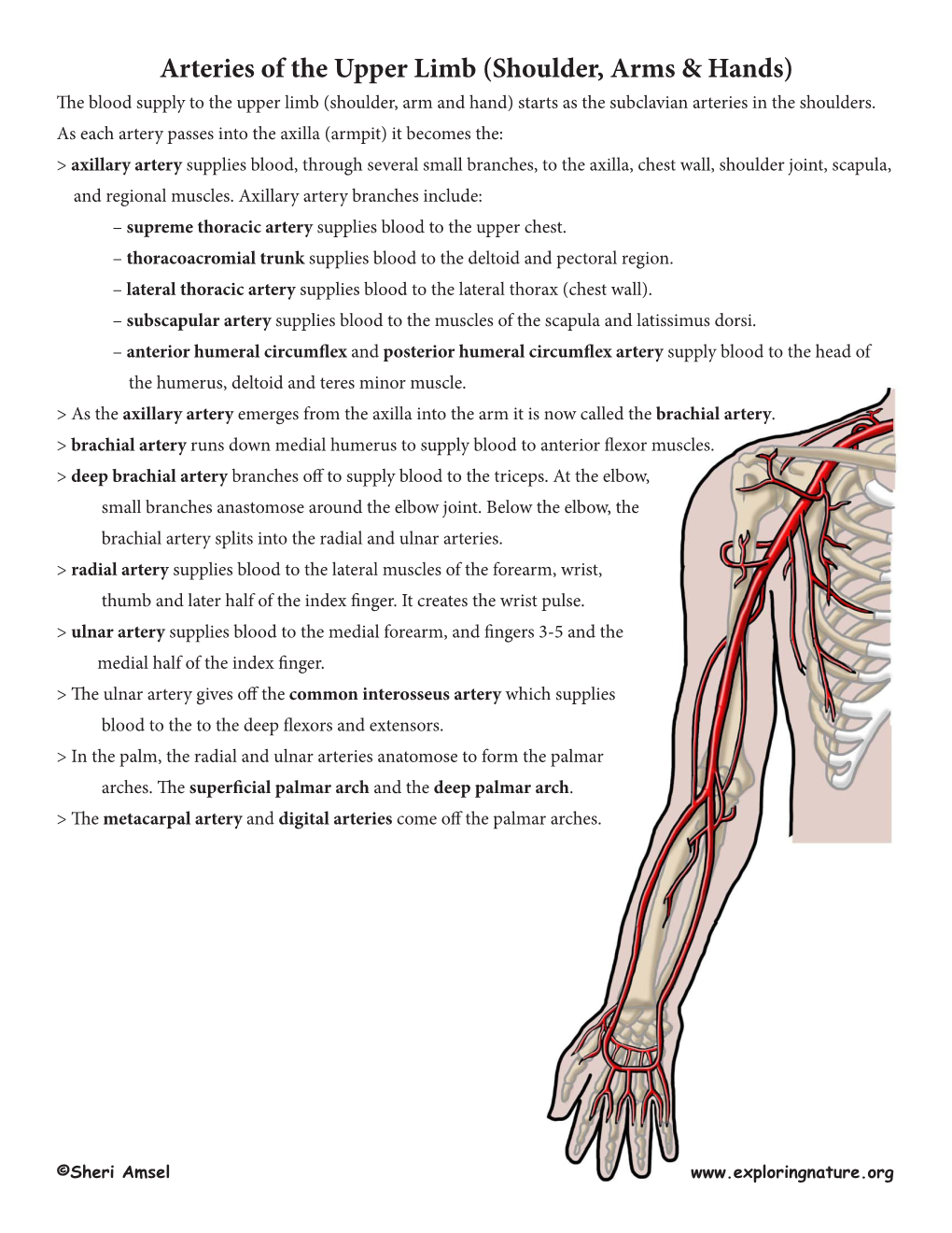 Arteries of the Upper Limb (Shoulder, Arms & Hands) the Blood Supply to the Upper Limb (Shoulder, Arm and Hand) Starts As the Subclavian Arteries in the Shoulders
