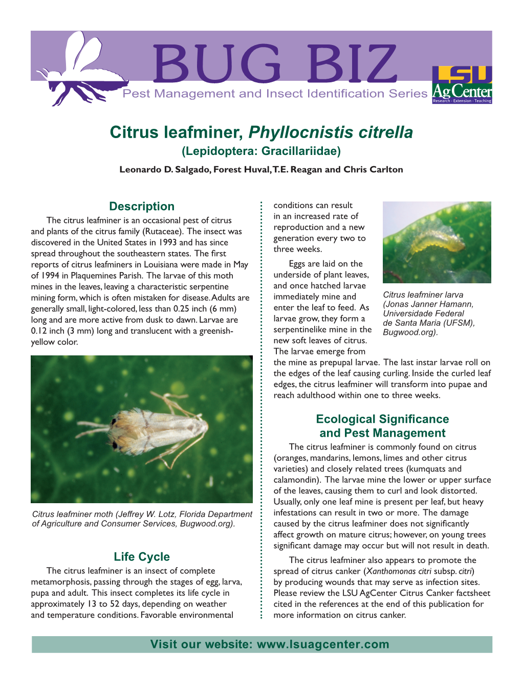 Citrus Leafminer, Phyllocnistis Citrella (Lepidoptera: Gracillariidae) Leonardo D