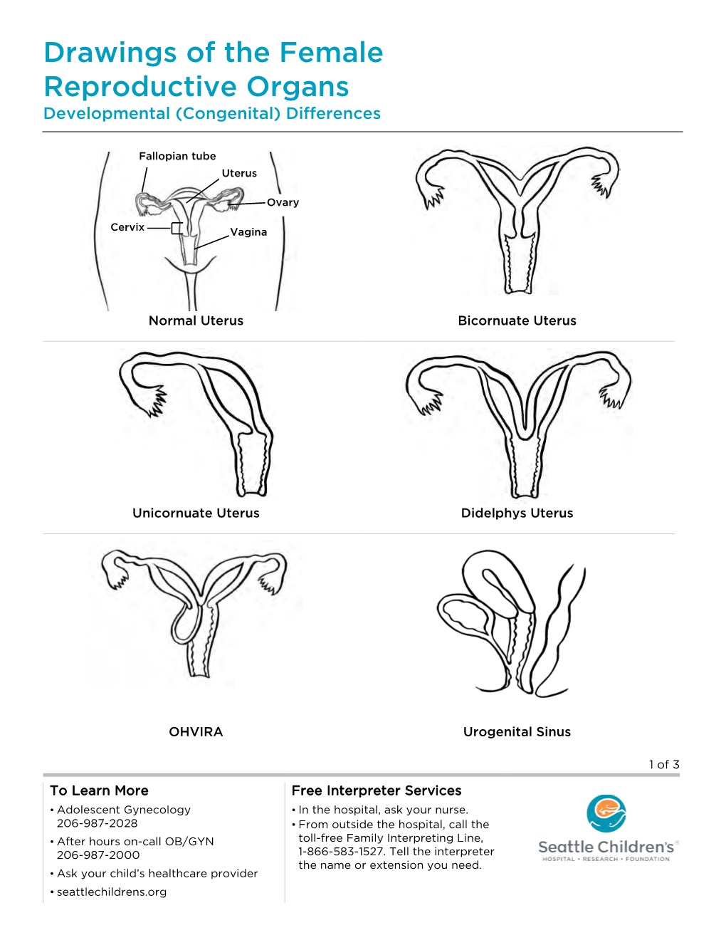 Pe999a Drawings of the Female Reproductive Organs: Developmental