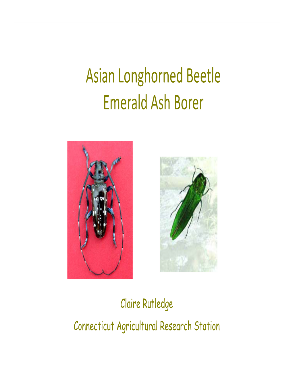 Asian Longhorned Beetle Emerald Ash Borer