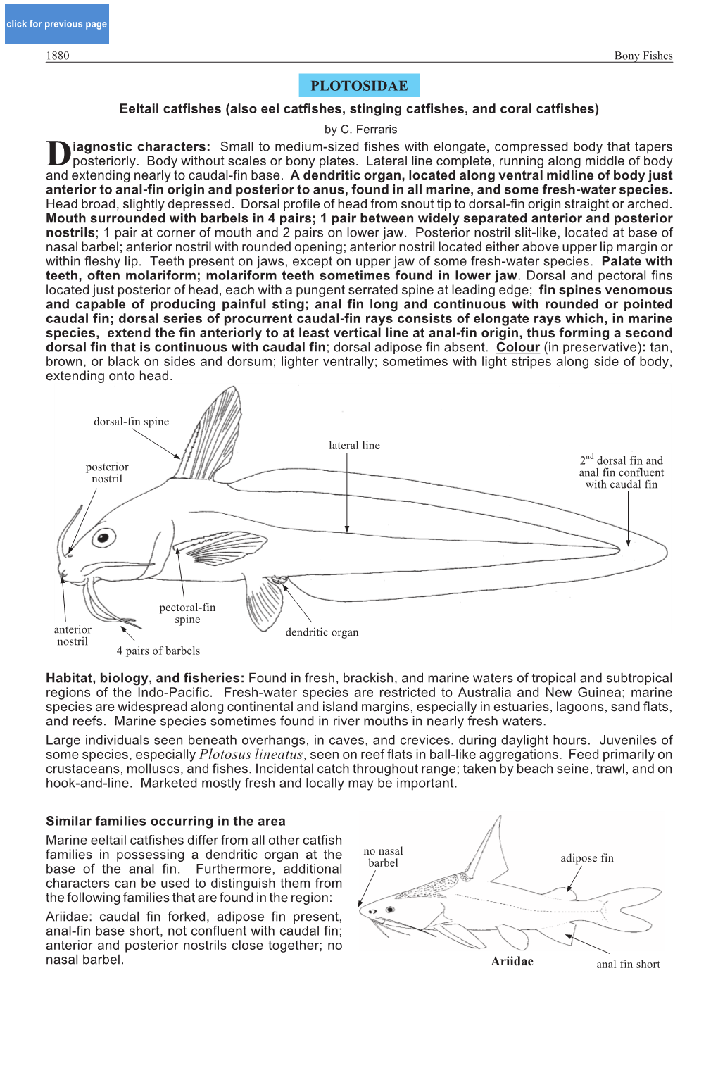 PLOTOSIDAE Eeltail Catfishes (Also Eel Catfishes, Stinging Catfishes, and Coral Catfishes) by C