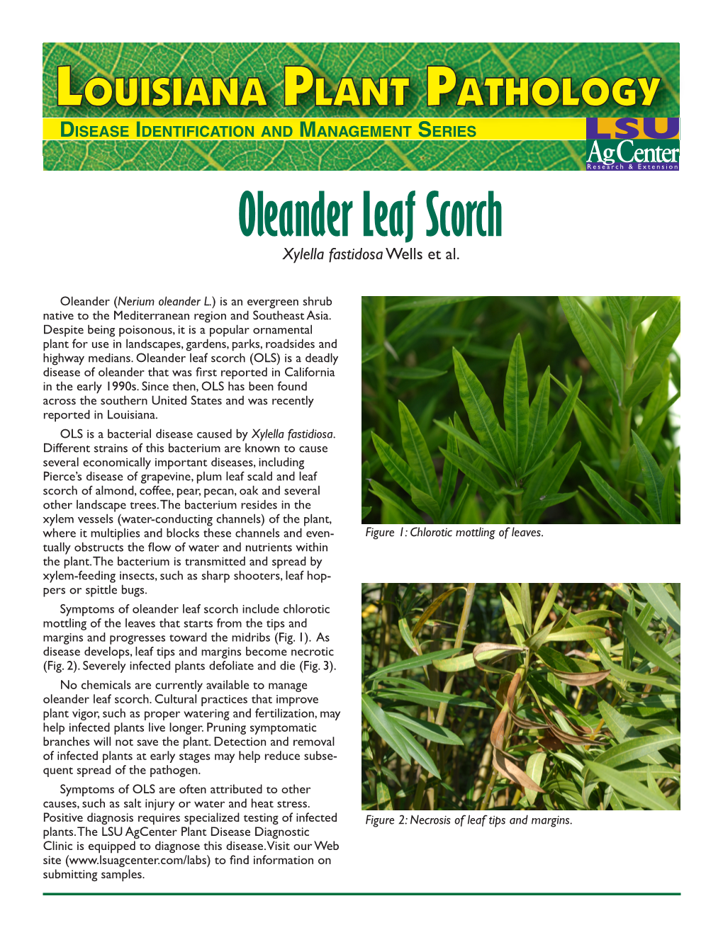 Oleander Leaf Scorch Xylella Fastidosa Wells Et Al