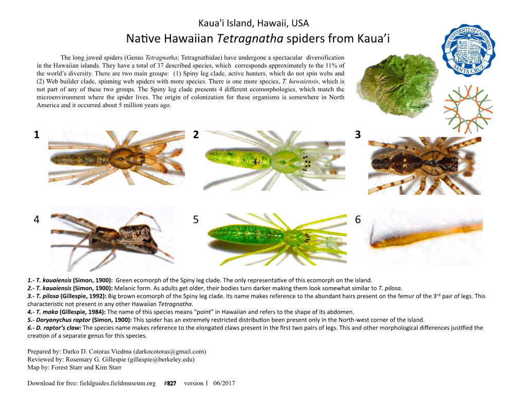 Na Ve Hawaiian Tetragnatha Spiders from Kaua'i