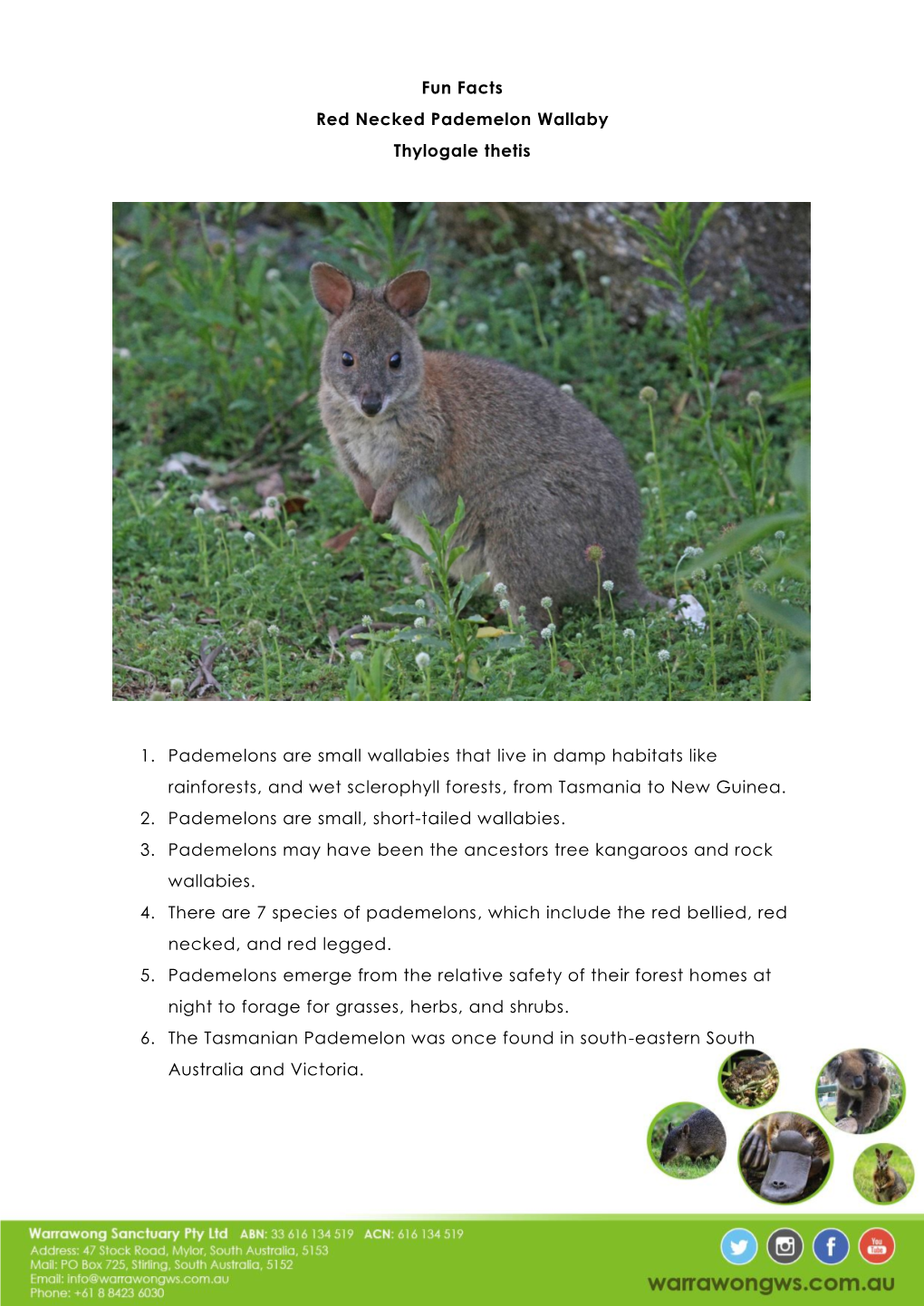 Red Necked Pademelon Wallaby Fact Sheet File