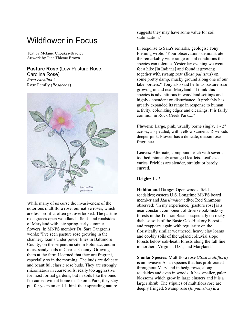 Wildflower in Focus: Pasture Rose