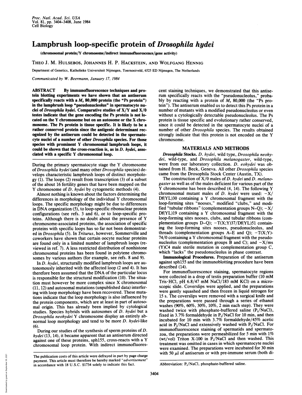 Lampbrush Loop-Specific Protein of Drosophila Hydei (Chromosomal Protein/Y Chromosome/Indirect Immunofluorescence/Gene Activity) THEO J