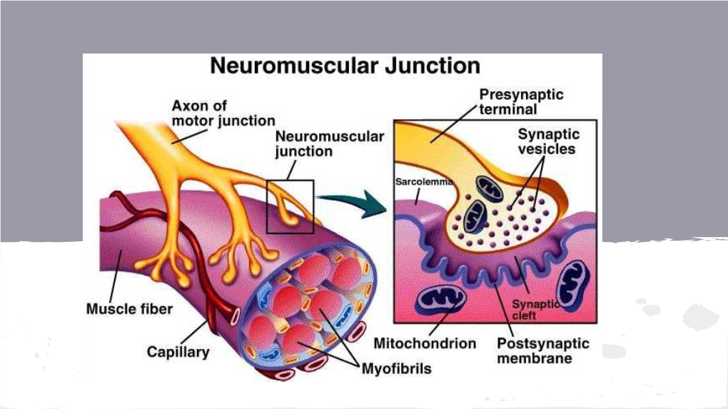 The Axon Terminal of the Motor Neuron and the Motor End Plate of the Muscle Fiber