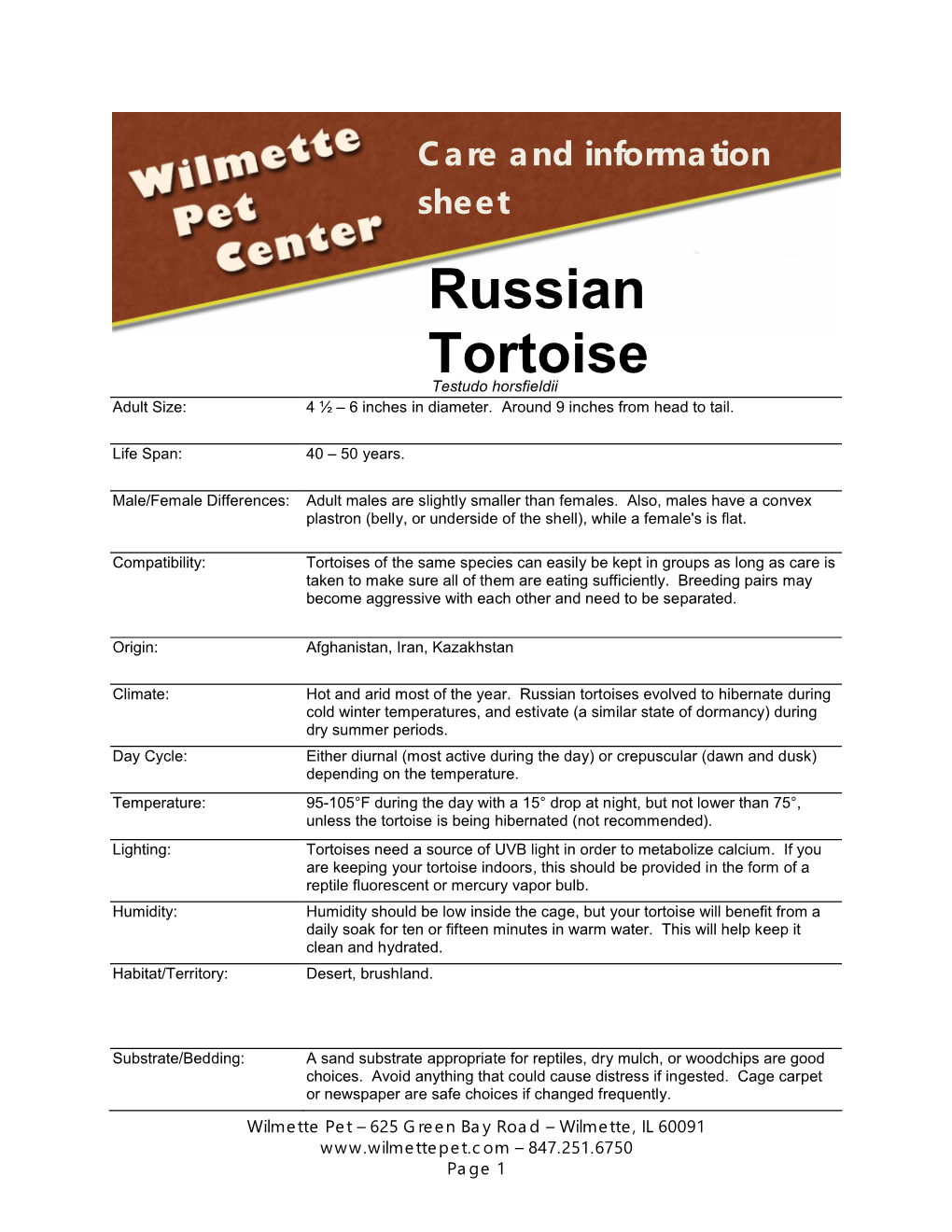 Russian Tortoise Testudo Horsfieldii Adult Size: 4 ½ – 6 Inches in Diameter