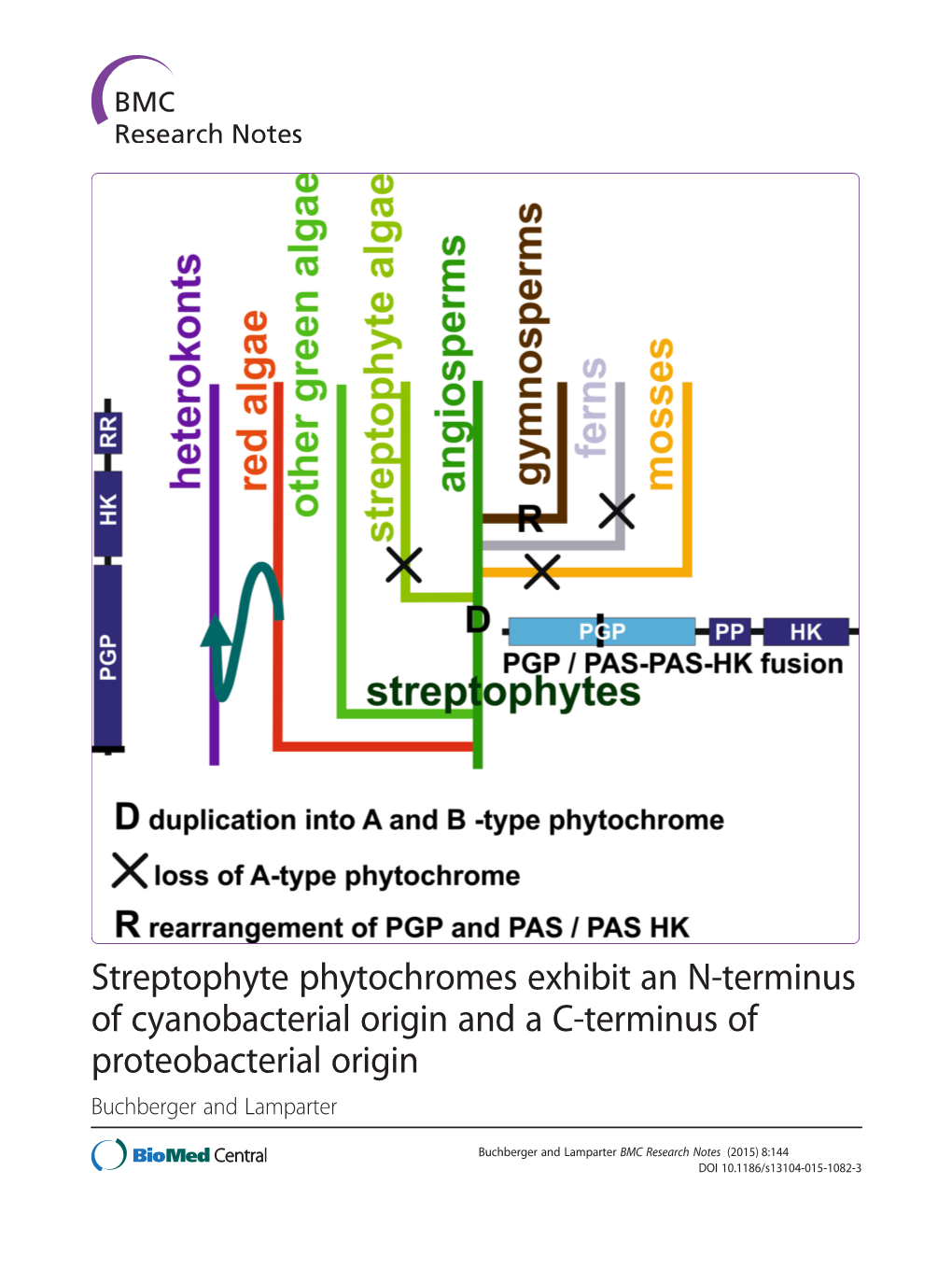 Streptophyte Phytochromes Exhibit an N-Terminus of Cyanobacterial Origin and a C-Terminus of Proteobacterial Origin Buchberger and Lamparter