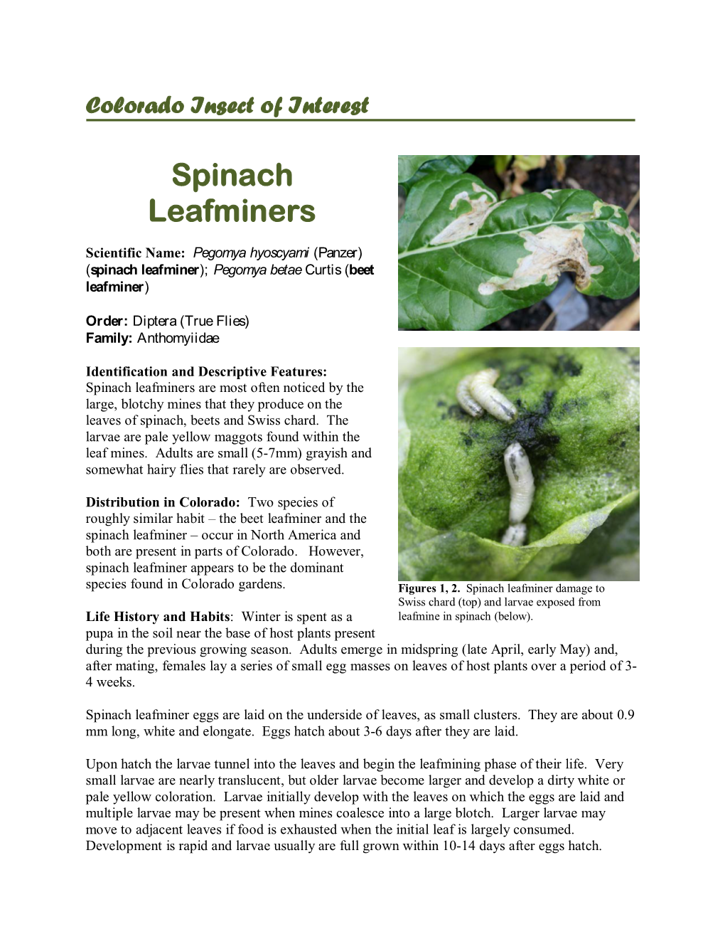 Spinach Leafminers