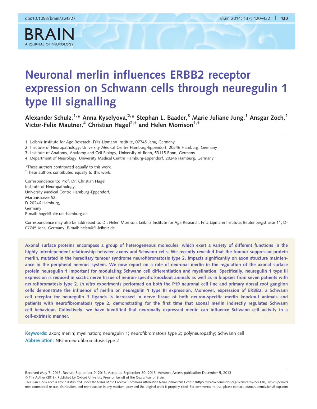 Neuronal Merlin Influences ERBB2 Receptor Expression on Schwann