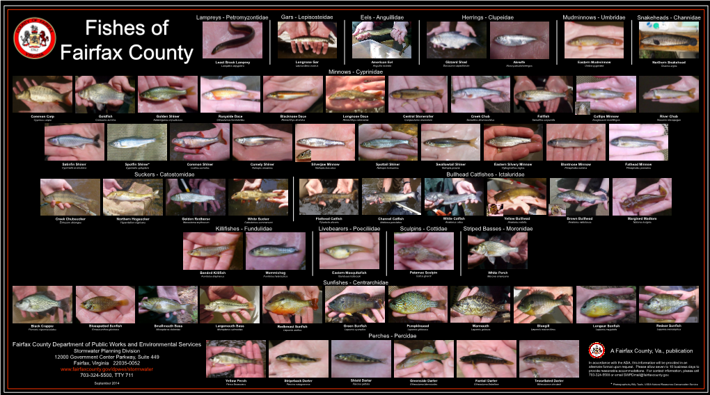 Fishes of Fairfax County