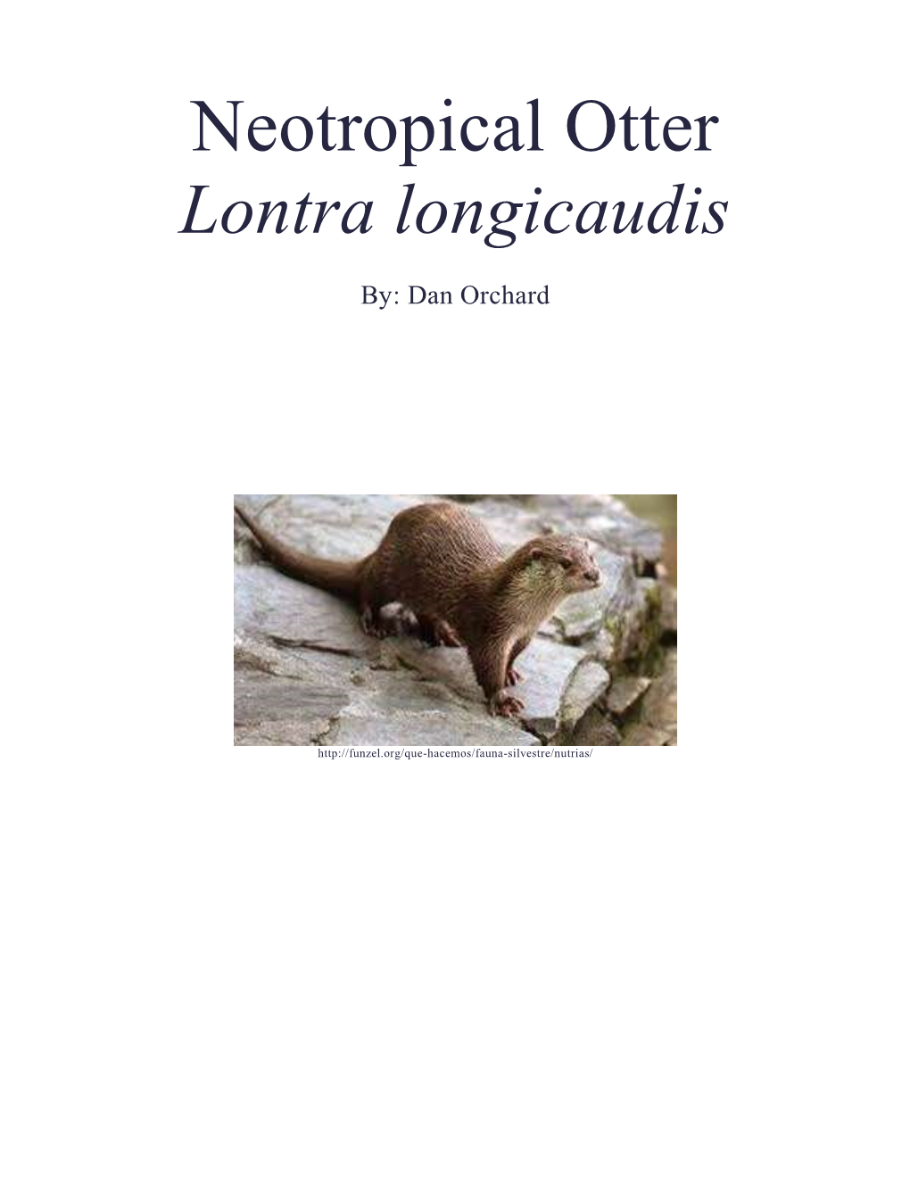 Neotropical Otter Lontra Longicaudis