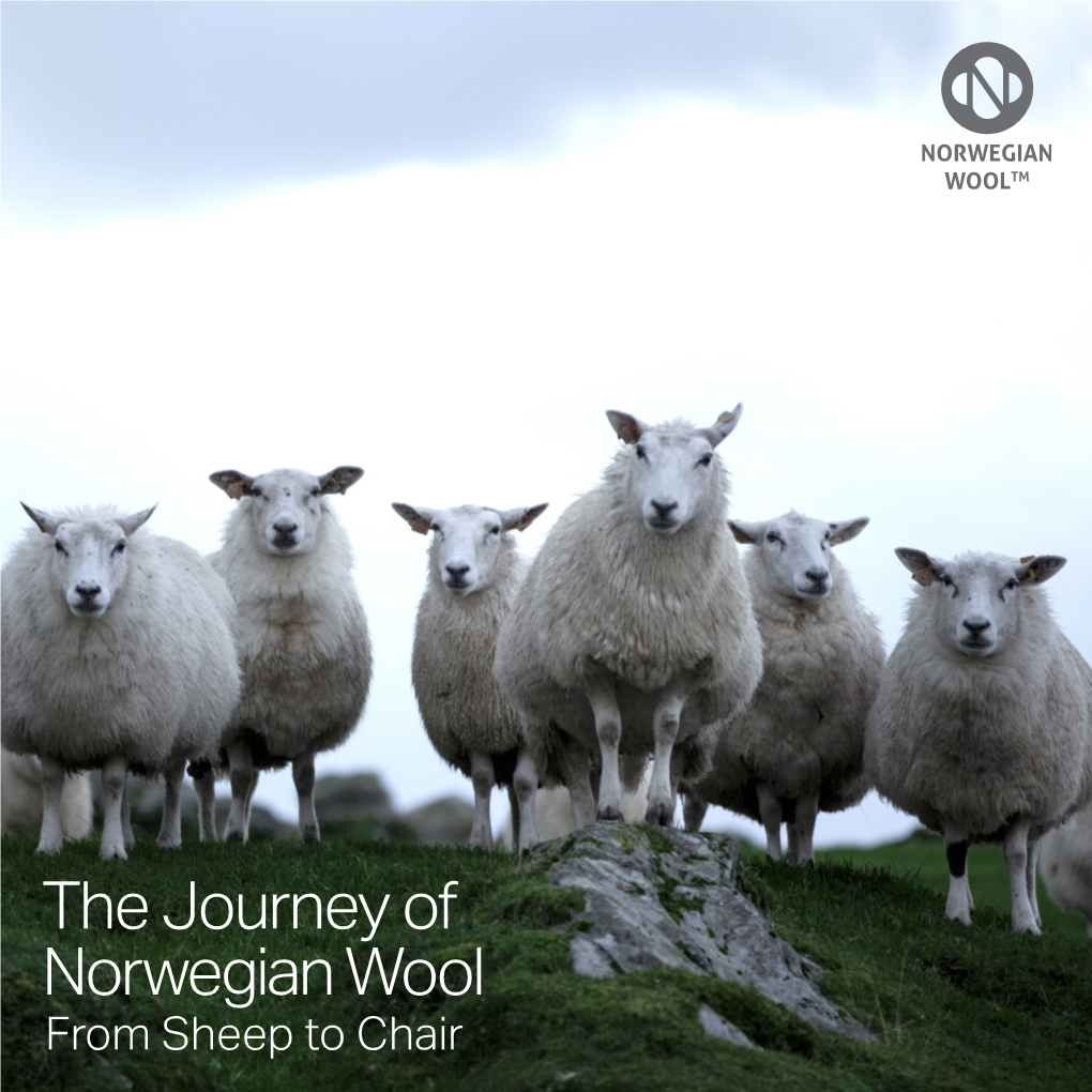 The Journey of Norwegian Wool from Sheep to Chair