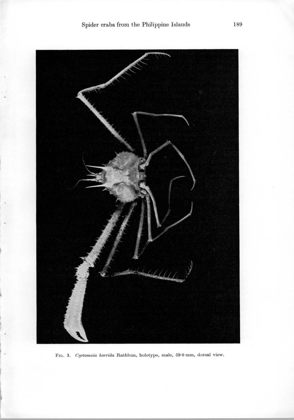 Spider Crabs from the Philippine Islands 189 190 D