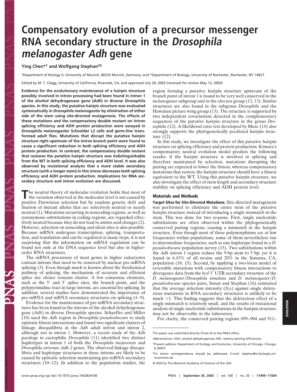 Compensatory Evolution of a Precursor Messenger RNA Secondary Structure in the Drosophila Melanogaster Adh Gene