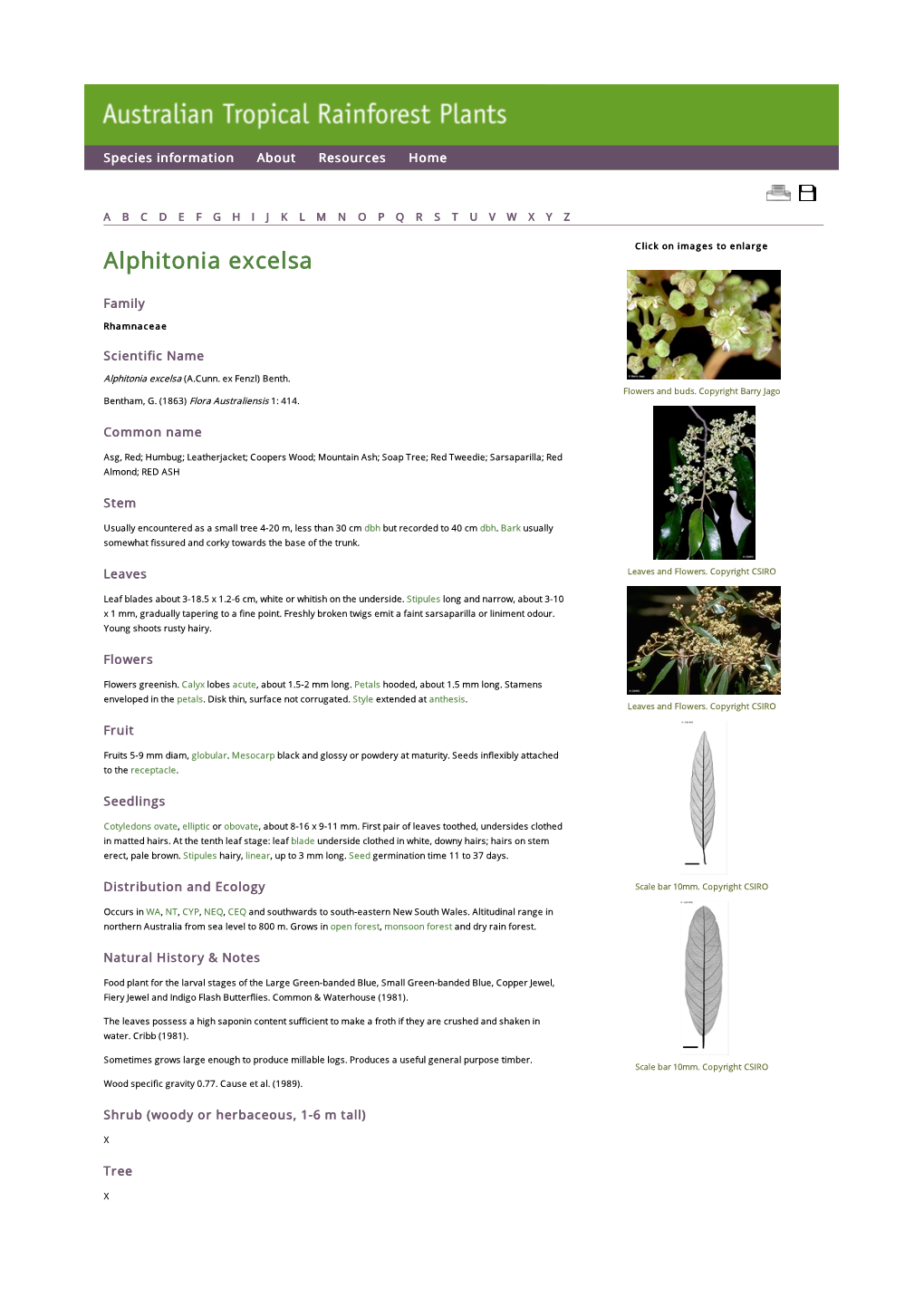 Alphitonia Excelsa Click on Images to Enlarge