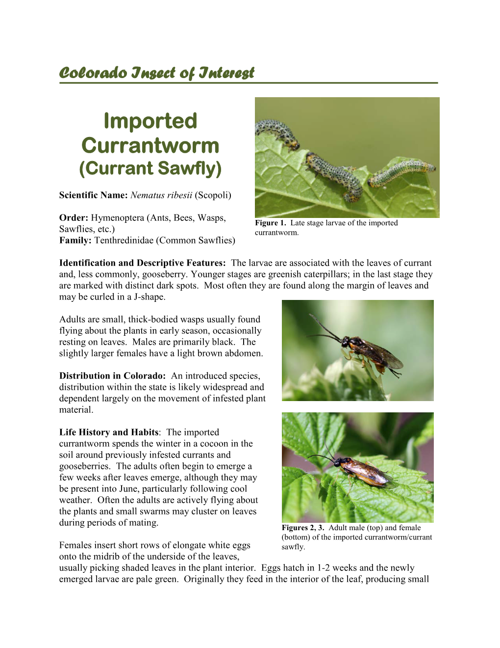 Imported Currantworm (Currant Sawfly)