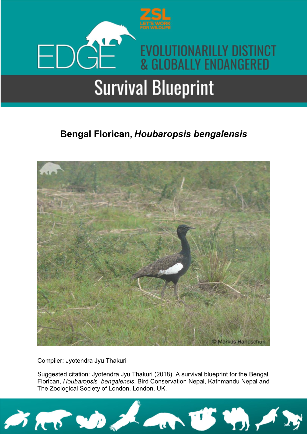 Bengal Florican,Houbaropsis Bengalensis