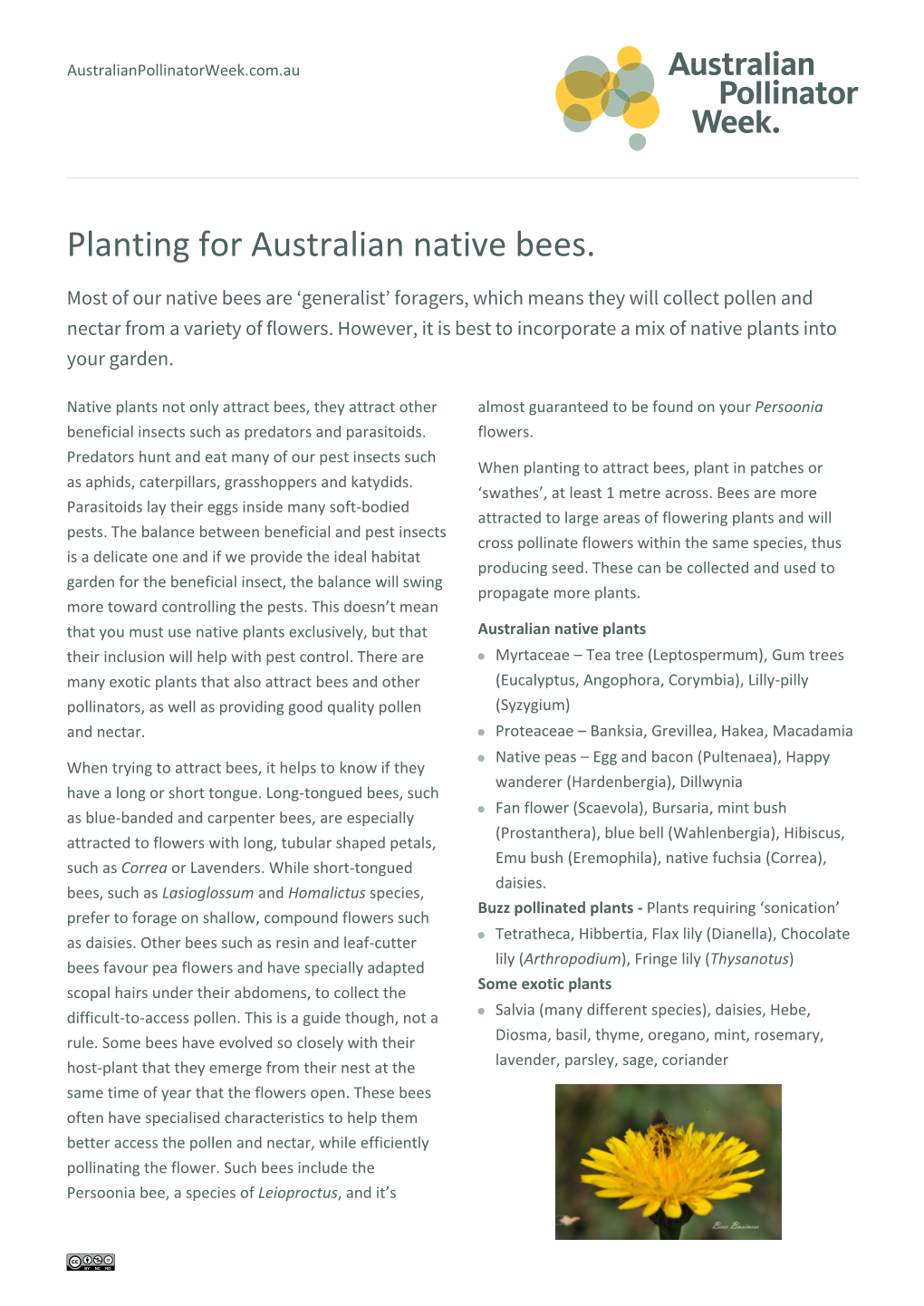 Planting for Australian Native Bees