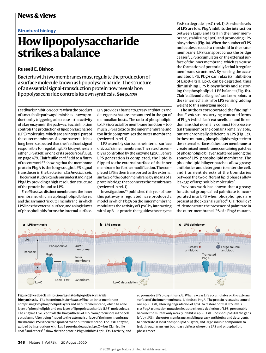 How Lipopolysaccharide Strikes a Balance