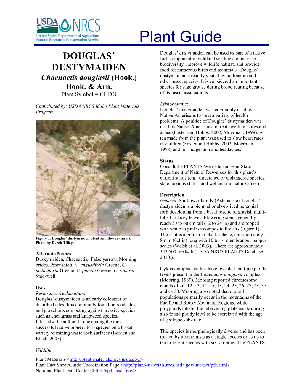 Plant Guide: Douglas' Dusty-Maiden (Chaenactic Douglasii)