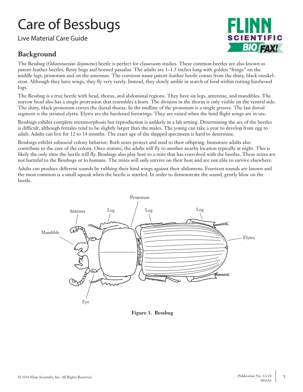 Care of Bessbugs Live Material Care Guide SCIENTIFIC BIO AX! Background F the Bessbug (Odontotaenius Disjunctus) Beetle Is Perfect for Classroom Studies