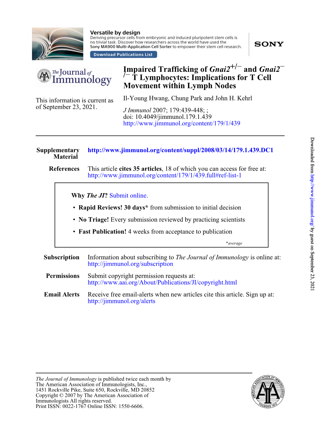 Movement Within Lymph Nodes T Lymphocytes