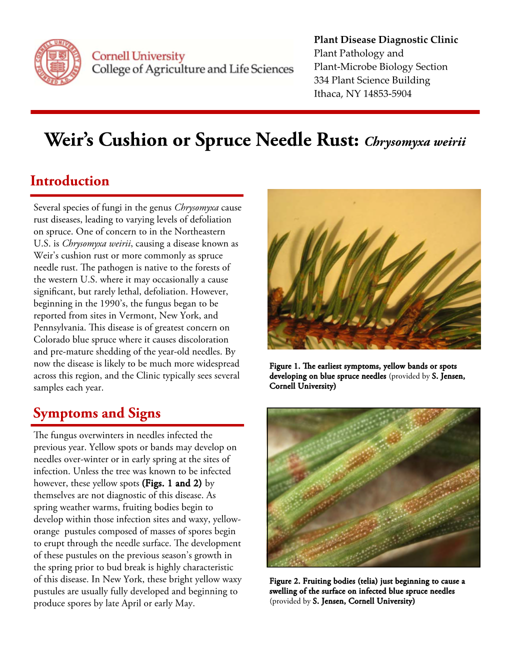 Weir's Cushion Or Spruce Needle Rust: Chrysomyxa Weirii