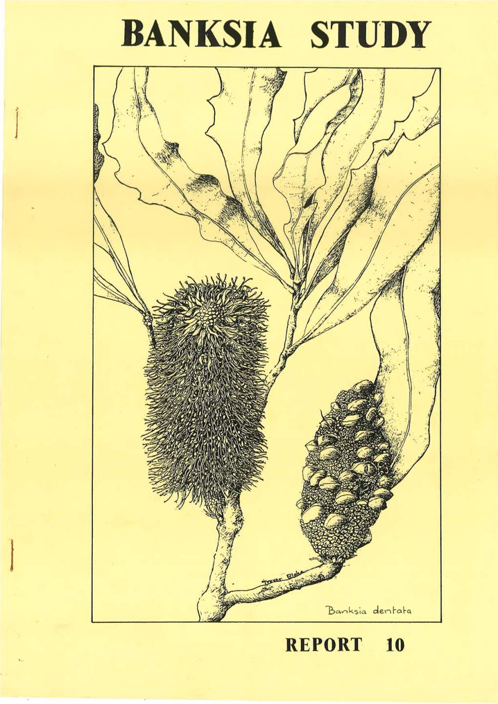 Banksia Study