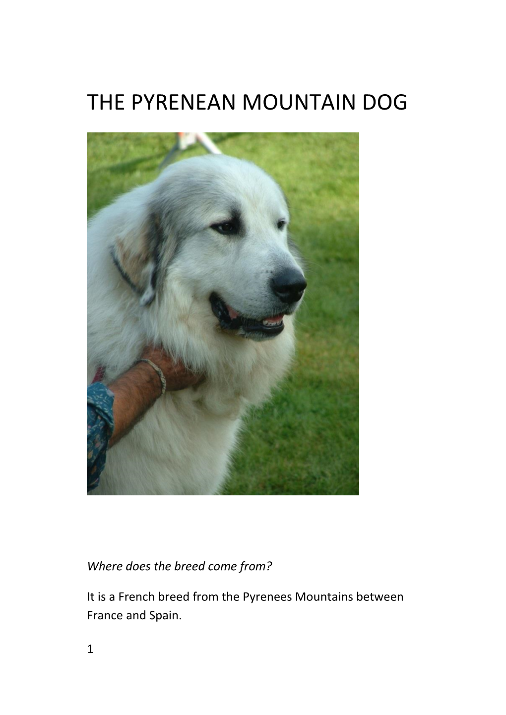 The Pyrenean Mountain Dog