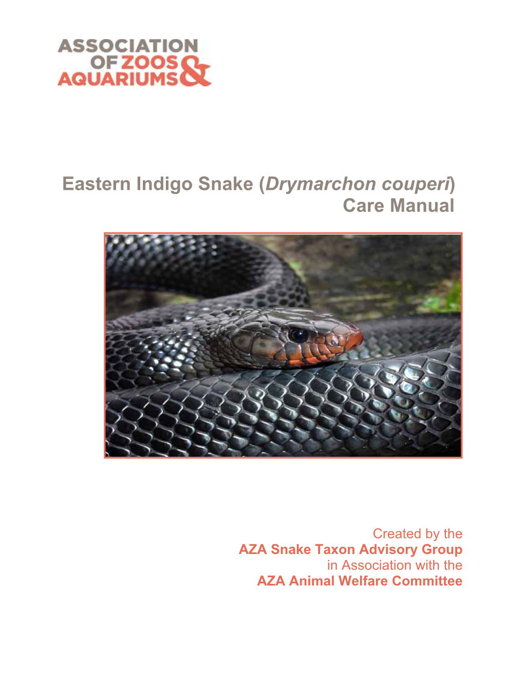 Eastern Indigo Snake (Drymarchon Couperi) Care Manual
