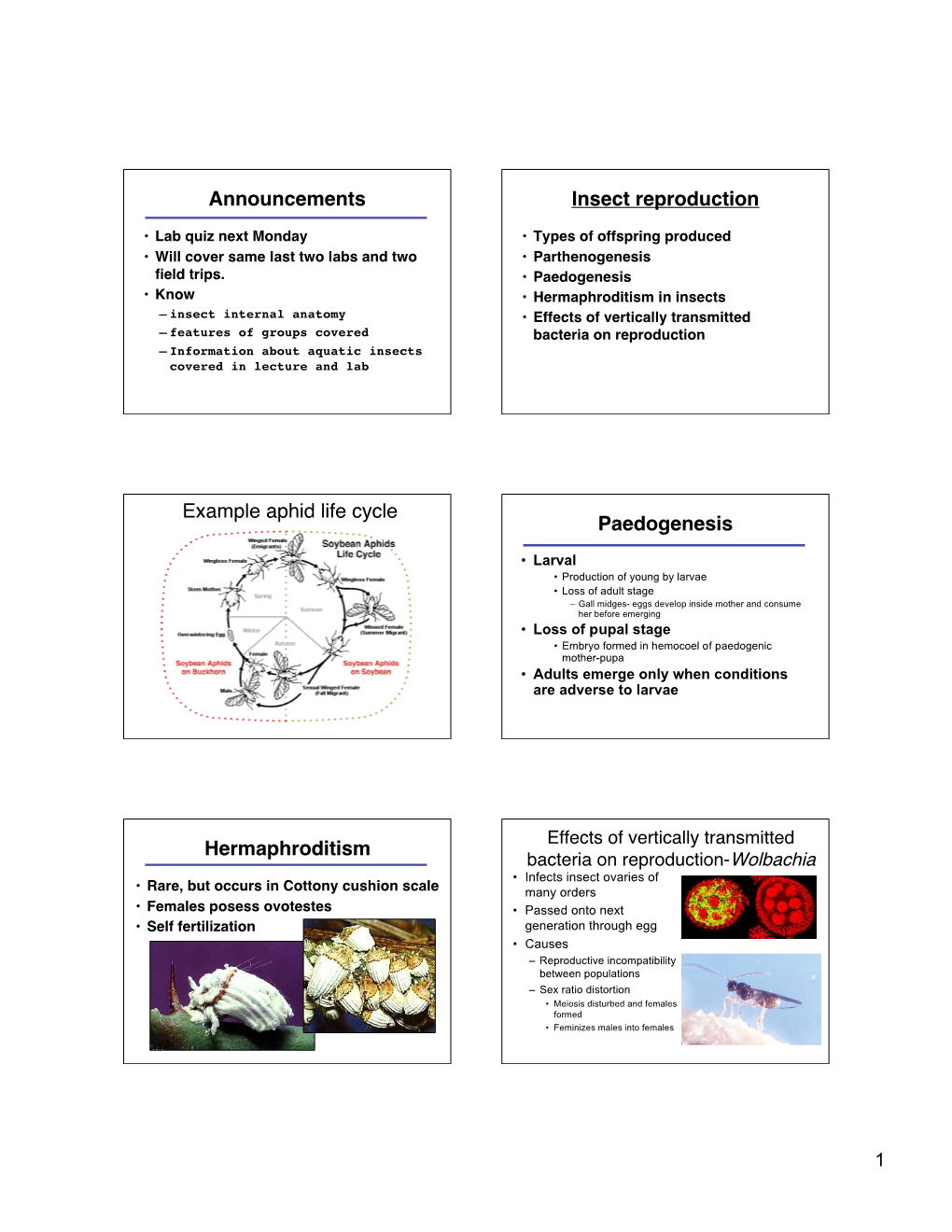 Announcements Insect Reproduction Example Aphid Life Cycle