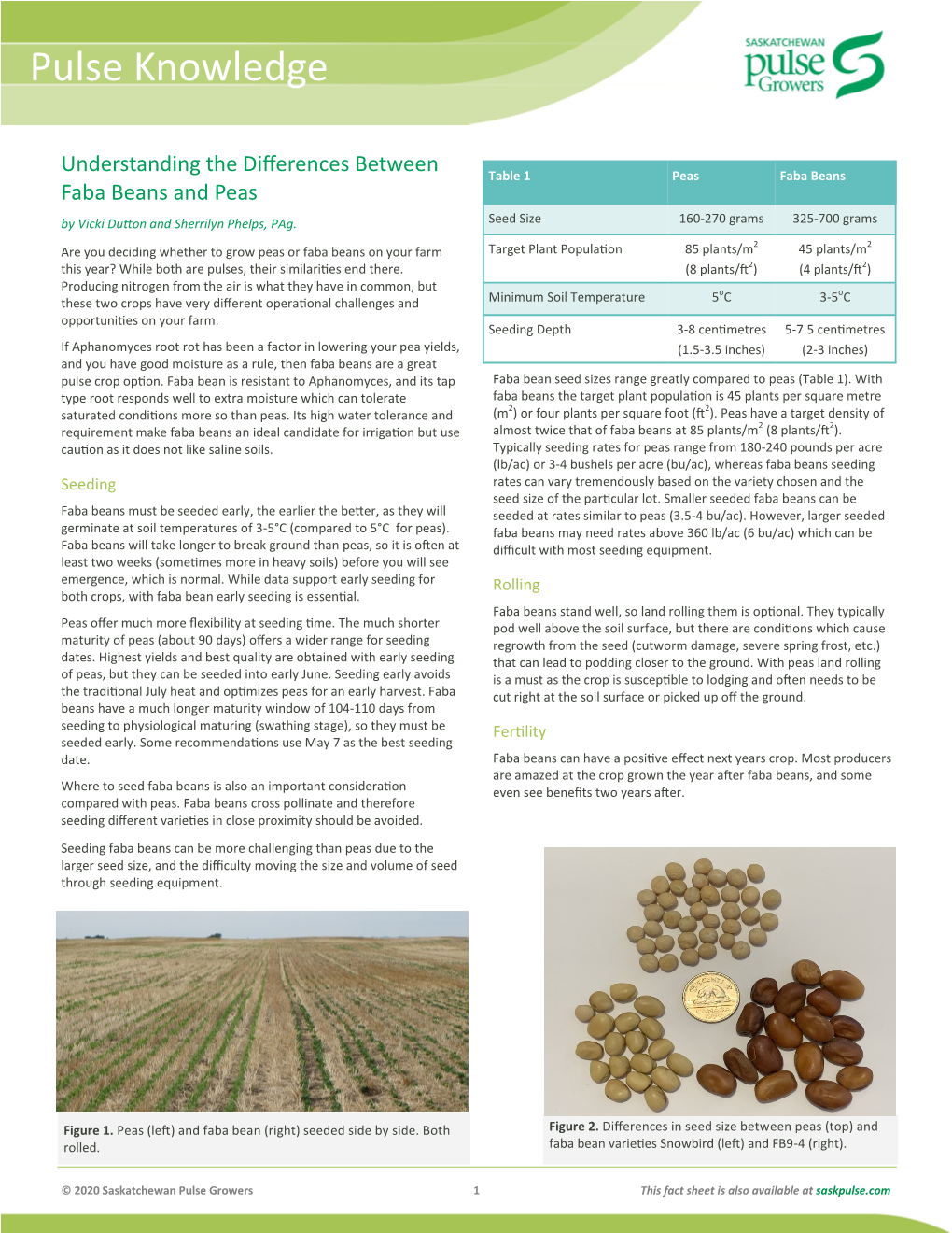 Faba Bean Vs