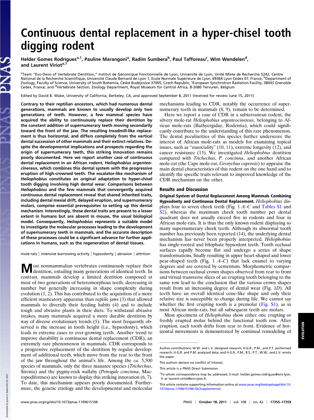 Continuous Dental Replacement in a Hyper-Chisel Tooth Digging Rodent