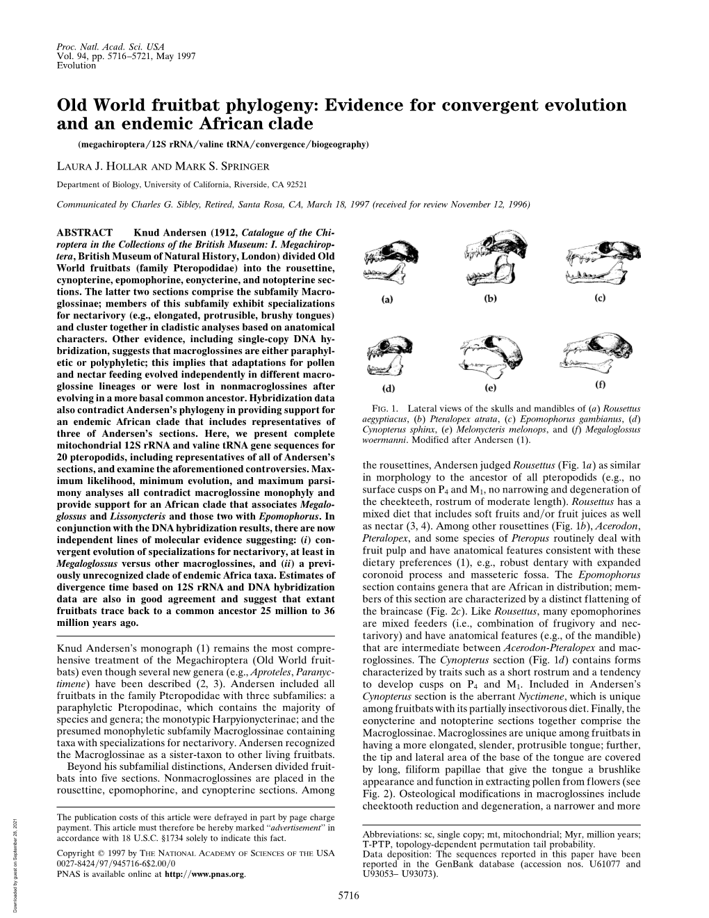 Old World Fruitbat Phylogeny: Evidence for Convergent Evolution and an Endemic African Clade (Megachiroptera͞12s Rrna͞valine Trna͞convergence͞biogeography)