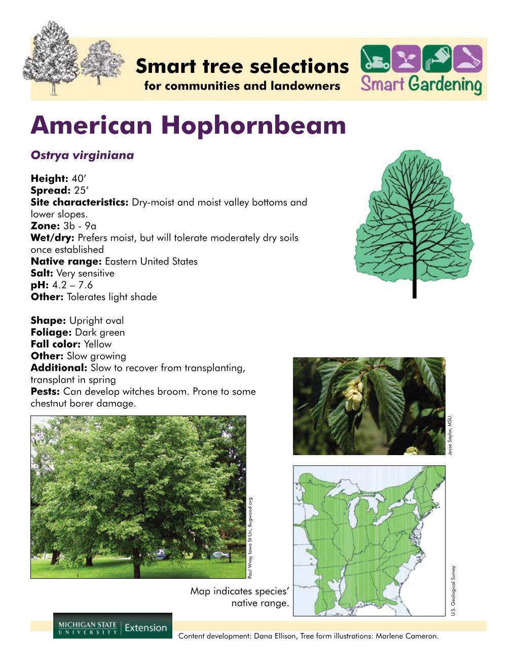 American Hophornbeam Ostrya Virginiana