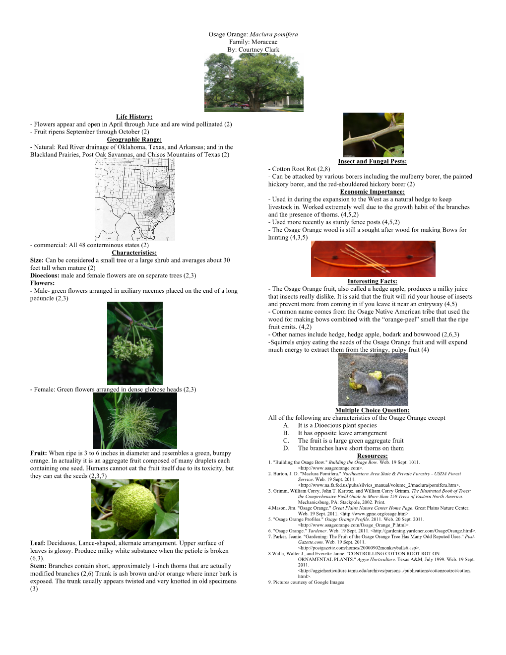 Osage Orange: Maclura Pomifera Family: Moraceae By: Courtney Clark