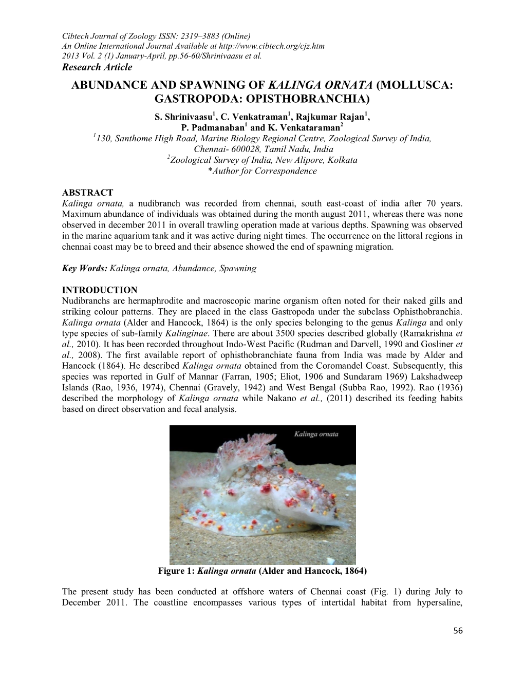 Abundance and Spawning of Kalinga Ornata (Mollusca: Gastropoda: Opisthobranchia)