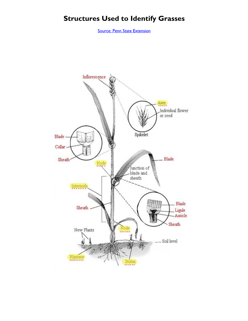 Grass Identification Matrix Recommended If You Are Familiar with Grass Structures