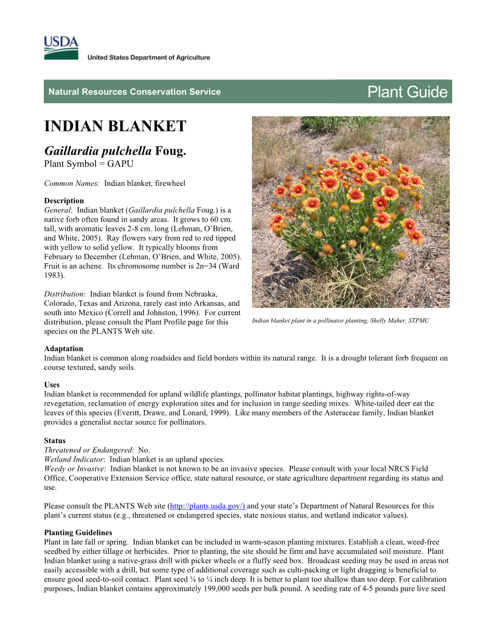 Plant Guide for Indian Blanket (Gaillardia Pulchella)