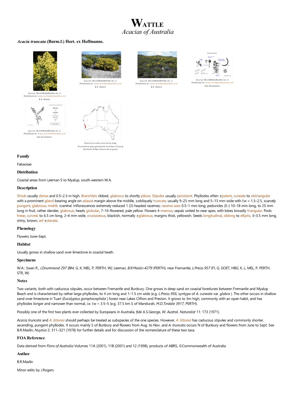 Acacia Truncata (Burm.F.) Hort