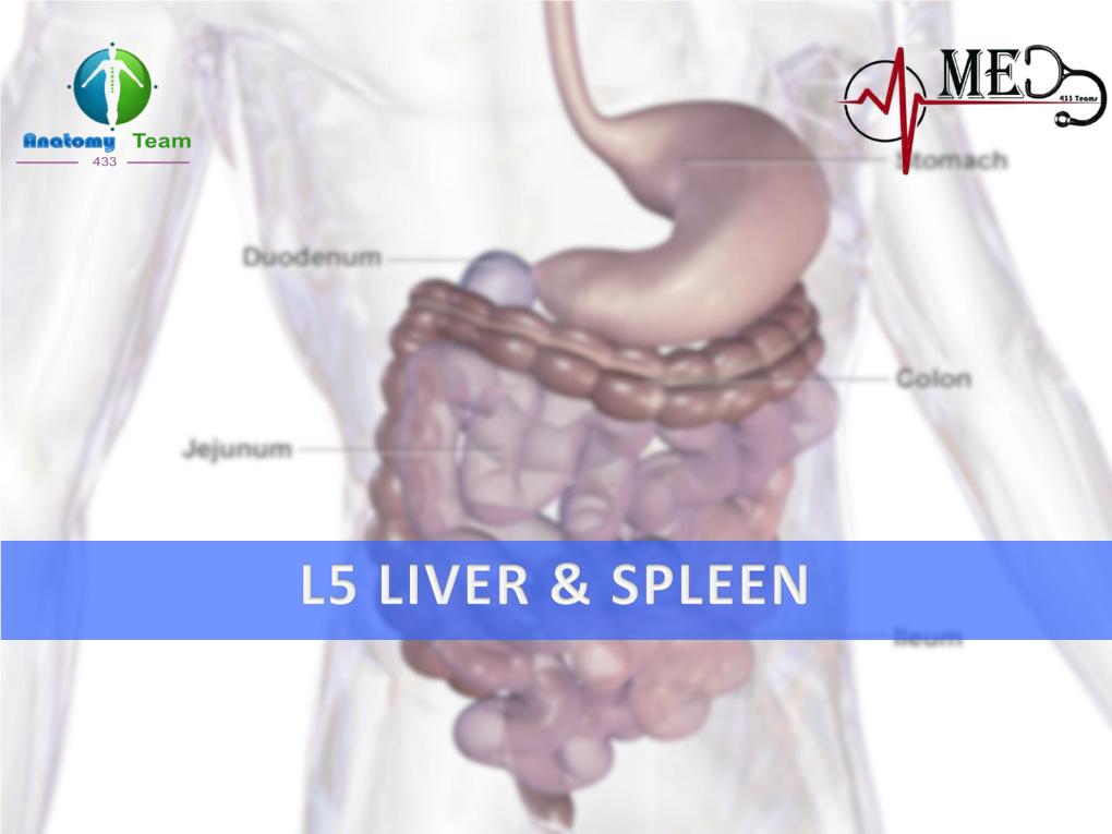 The Liver Is Surrounded by a Fibrous Capsule and Completely Covered by Peritoneum (Except the Bare Areas)